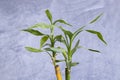 Dry home bamboo leaves on gray background