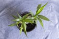 Dry home bamboo leaves on gray background