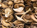 Dry honey agarics Royalty Free Stock Photo