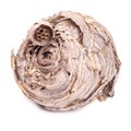 Dry hornets nest isolated on white Royalty Free Stock Photo