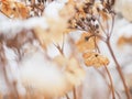 Dry hortensia hydrangea flowers and twigs covered with snow in early winter season Royalty Free Stock Photo
