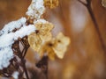 Dry hortensia hydrangea flowers and twigs covered with snow in early winter season Royalty Free Stock Photo