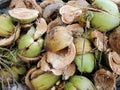Dry husk of coconut peel