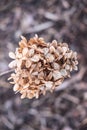 Dry Hydrangea flower on blurred background. Brown, dried, lifeless flora. Beautiful petals. Garden in autumn and winter. Seasonal