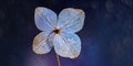 dry hydrangea flower on a dark background Royalty Free Stock Photo