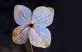 dry hydrangea flower on a dark background Royalty Free Stock Photo