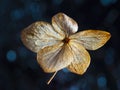 dry hydrangea flower on a dark background Royalty Free Stock Photo