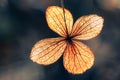 Dry hydrangea flower with nature green background Royalty Free Stock Photo