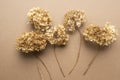 Dry hydrangea flowers on a brown background. Royalty Free Stock Photo