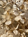 Dry hydrangea flowers in nature. Close-up photo