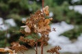 Dry hydrangea in the garden in winter