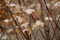 Dry hydrangea in the garden in winter