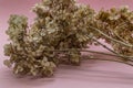 dry hydranges on a pink background copy space Royalty Free Stock Photo