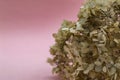 dry hydranges on a pink background copy space Royalty Free Stock Photo