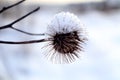 Dry inflorescence of burdock, covered with snow, close-up Royalty Free Stock Photo