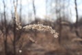 A dry inflorescence of wood small-reed (Calamagrostis epigejos), growing in the forest. A close up of bushgrass in the