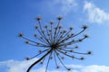 Giant  hogweed against the blue sky Royalty Free Stock Photo