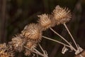 Dry inflorescences large burdock lat. Arctium lappa., burdock, burr - type of perennial herbaceous plants of the genus Burdock f
