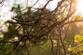 Dry intertwined twigs lit by the sun during sunset Royalty Free Stock Photo