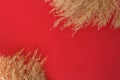 Dry isolated reeds on the red background with space for text, isolated, mock up.