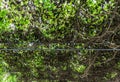 Dry ivy on the metal frame. Royalty Free Stock Photo