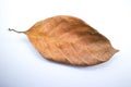 Dry jackfruit leaf isolate on white background
