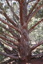 Dry Juniper Tree Sedona Arizona