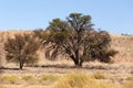 Dry kalahari desert landscape, Kgalagady, South Africa safari wilderness Royalty Free Stock Photo