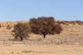 Dry kalahari desert landscape, Kgalagady, South Africa safari wilderness Royalty Free Stock Photo