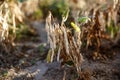 Dry kidney bean on the field Royalty Free Stock Photo