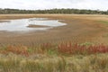 Almost dry lake bed with flora and bird life