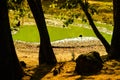 Dry Lake In Summer Forest Royalty Free Stock Photo