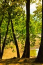 Dry Lake In Summer Forest Royalty Free Stock Photo