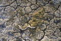 Dry Lakebed, Soda Lake, California Royalty Free Stock Photo