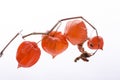 Dry Lampion, Dried branch of physalis lanterns. Royalty Free Stock Photo