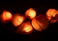 Dry Lampion, Dried branch of physalis lanterns Royalty Free Stock Photo