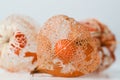 Dry Lampion, Dried skeleton of physalis. Royalty Free Stock Photo