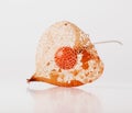 Dry Lampion, Dried skeleton of physalis. Royalty Free Stock Photo