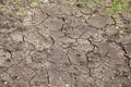 Dry land background with cracks and green grass Royalty Free Stock Photo