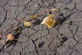 Dry land and dead plant