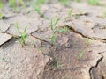 Dry Land Waiting Rain to fall and grow the crop