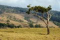 Dry landscape at Crediton, Eungella Range Royalty Free Stock Photo