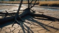 Dead Tree Roots on Cracked Earth, Drought Landscape Royalty Free Stock Photo