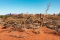 Dry landscape, soil and vegetation. Tree trunk and bushes surrounding sacred Mount Uluru Ayers rock. Orange and turquoise blue.