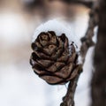 Dry larch cone close-up. larch cone with snow.