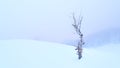 A dry larch plant alone in the snow Royalty Free Stock Photo