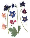 Dry large pink perspective delicate royal Aquilegia with presse