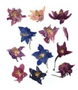 Dry large pink perspective delicate royal Aquilegia with presse