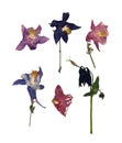 Dry large pink perspective delicate royal Aquilegia with presse