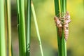 Dry larva skins of dragonflies